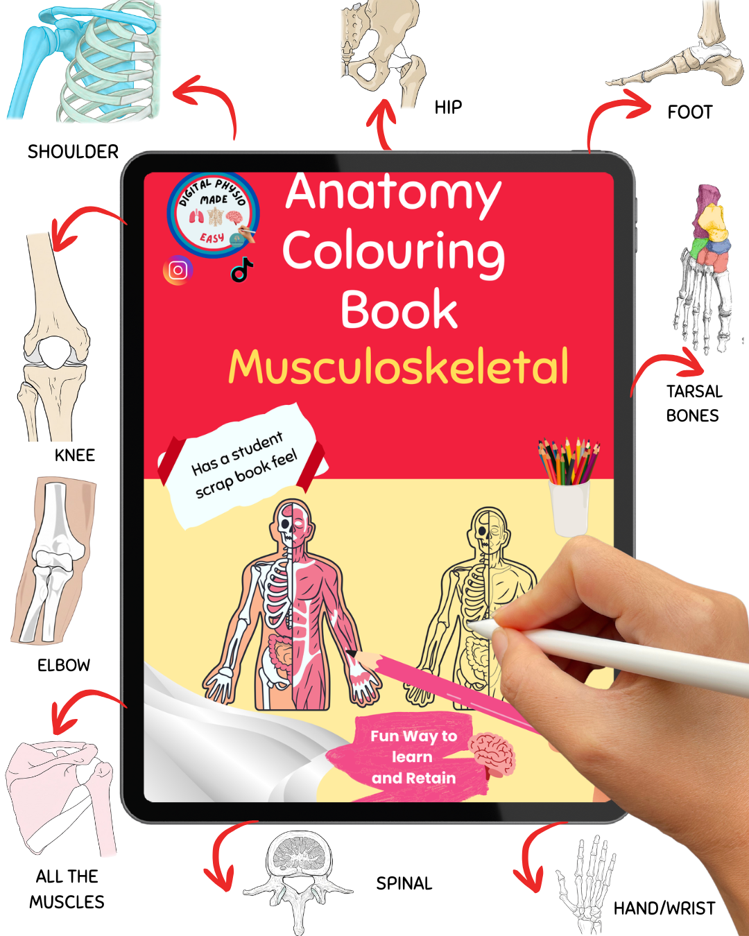 Digital Anatomy Colouring Book Musculoskeletal