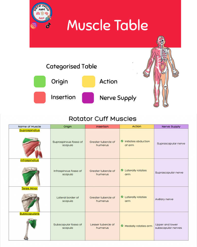 Digital Muscle Table