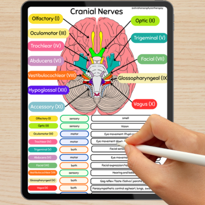 Cranial Nerves A4 digital Poster – Digitalphysiomadeeasy